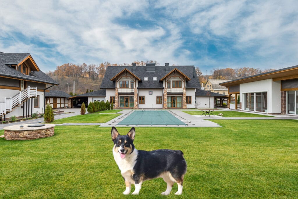 Corgi Colors: Pembroke Welsh Corgi Black Headed Tricolor