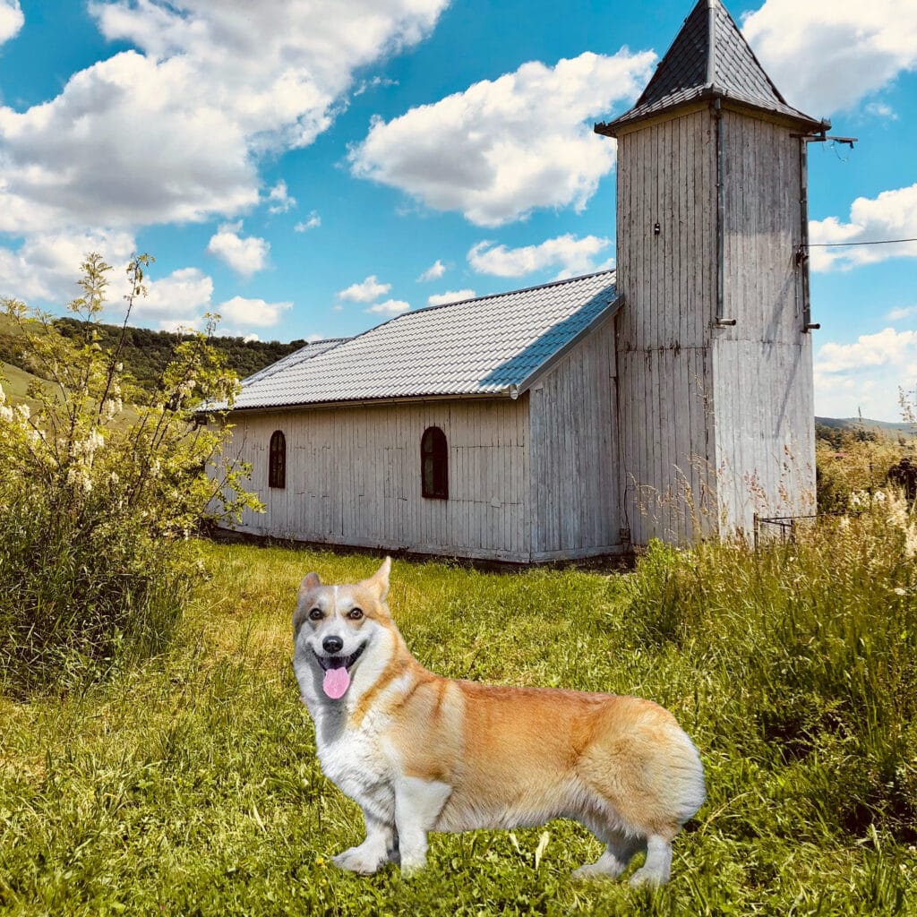 Corgi Colors: Pembroke Welsh Corgi Fawn & White