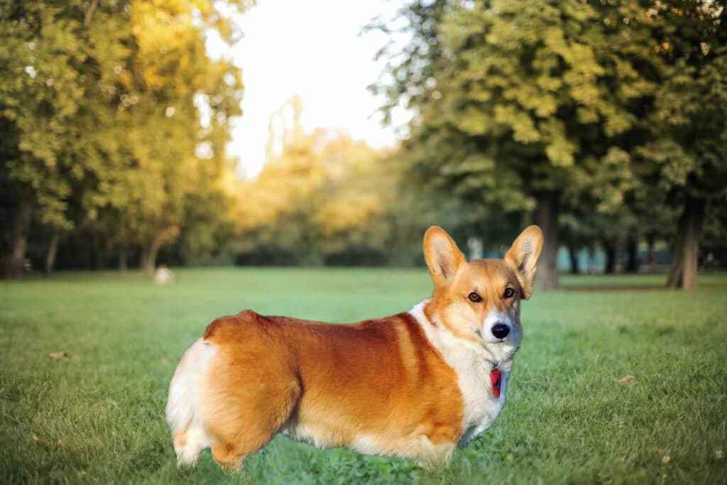 Corgi Colors: Pembroke Welsh Corgi Dark Red & White