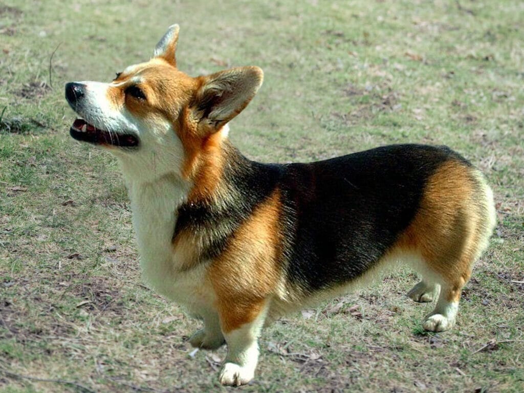 Corgi Colors: Pembroke Welsh Corgi Red-headed Tricolor