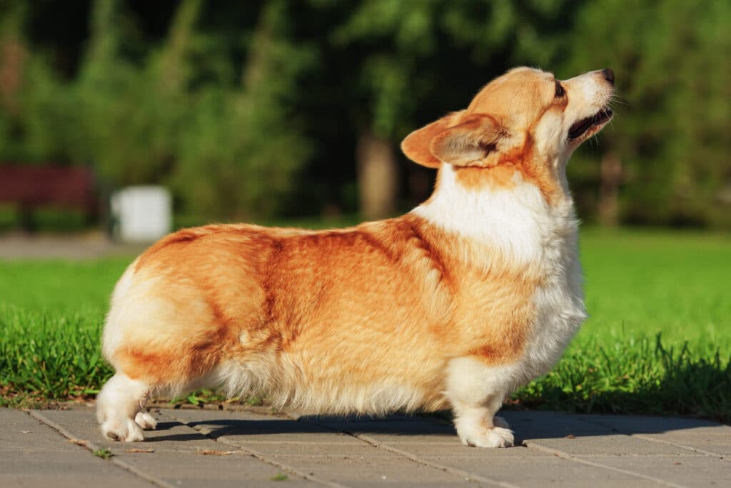 Corgi Colors: Pembroke-Welsh-Corgi