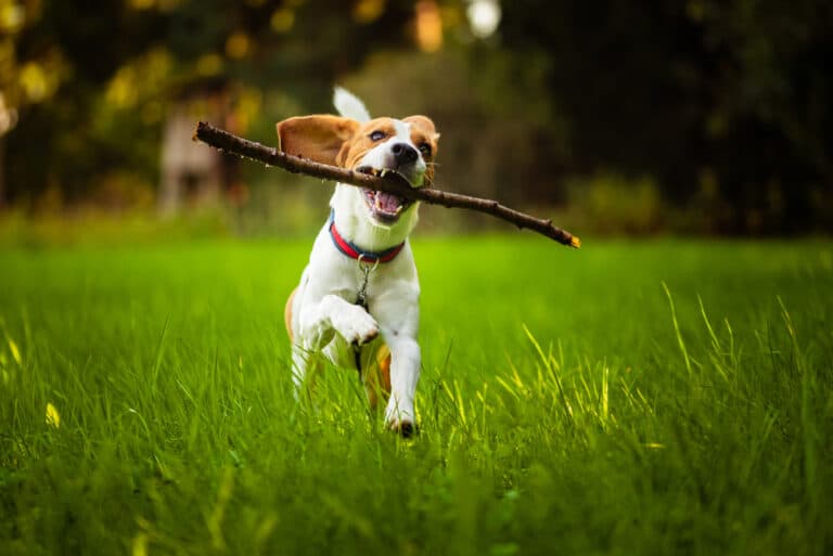 dog running with a stick in its mouth