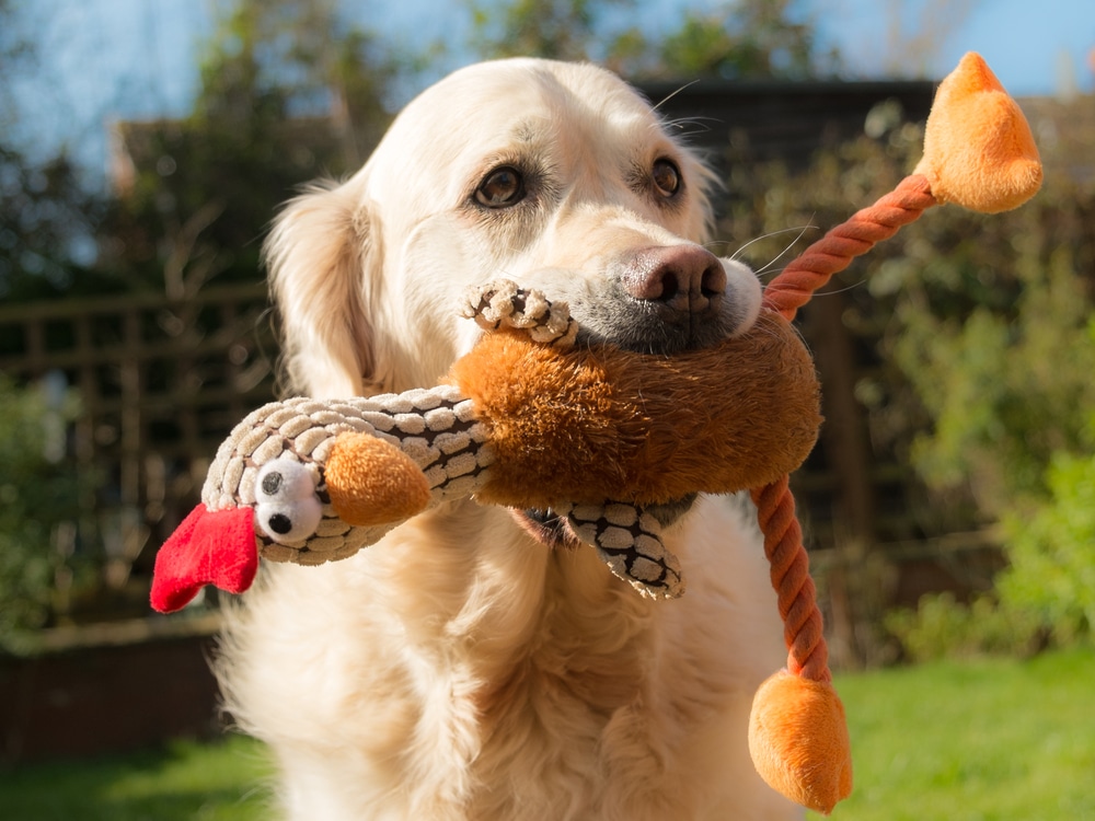 dog holding a toy in its mouth
