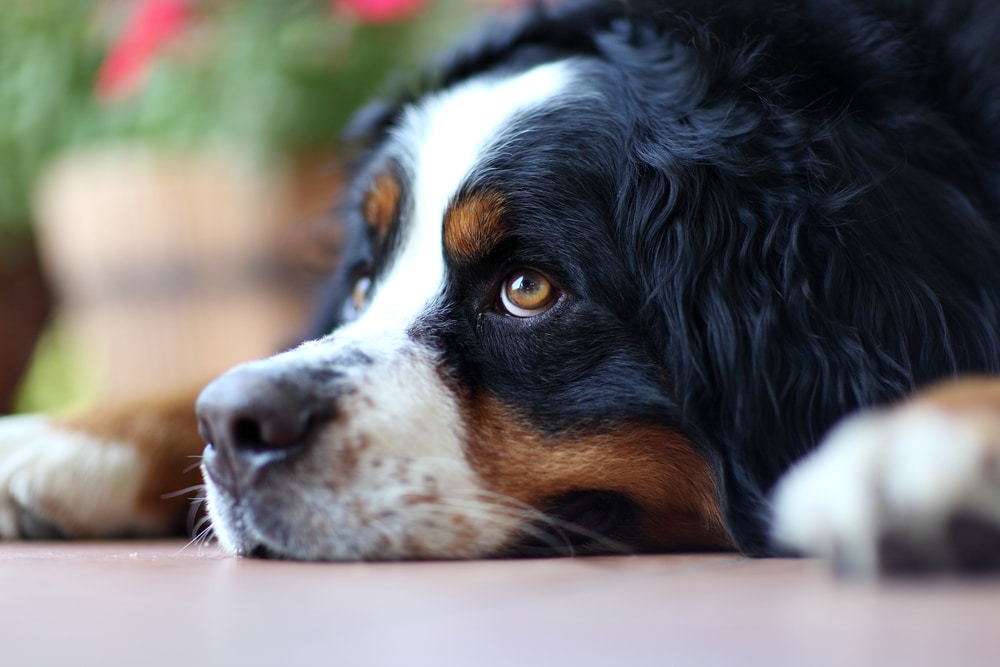 sad dog lying on the floor