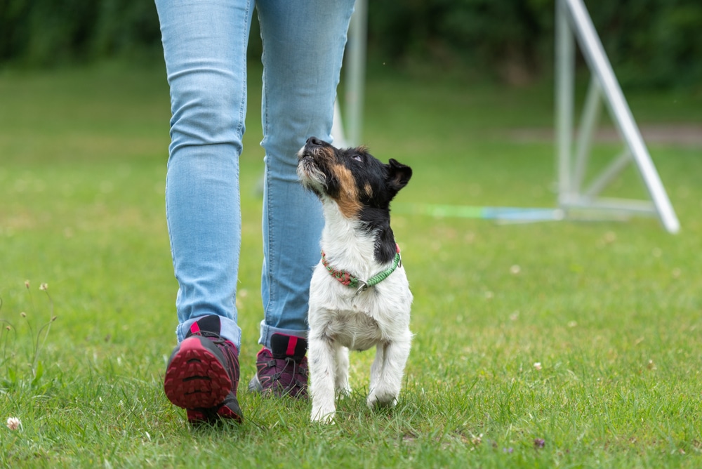 dog walking with owner