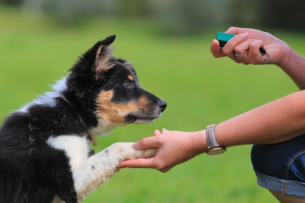 woman training her dog with a clicker