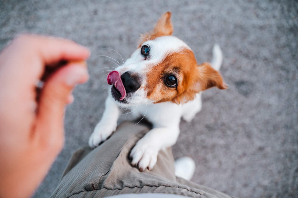 owner giving treats to his dog