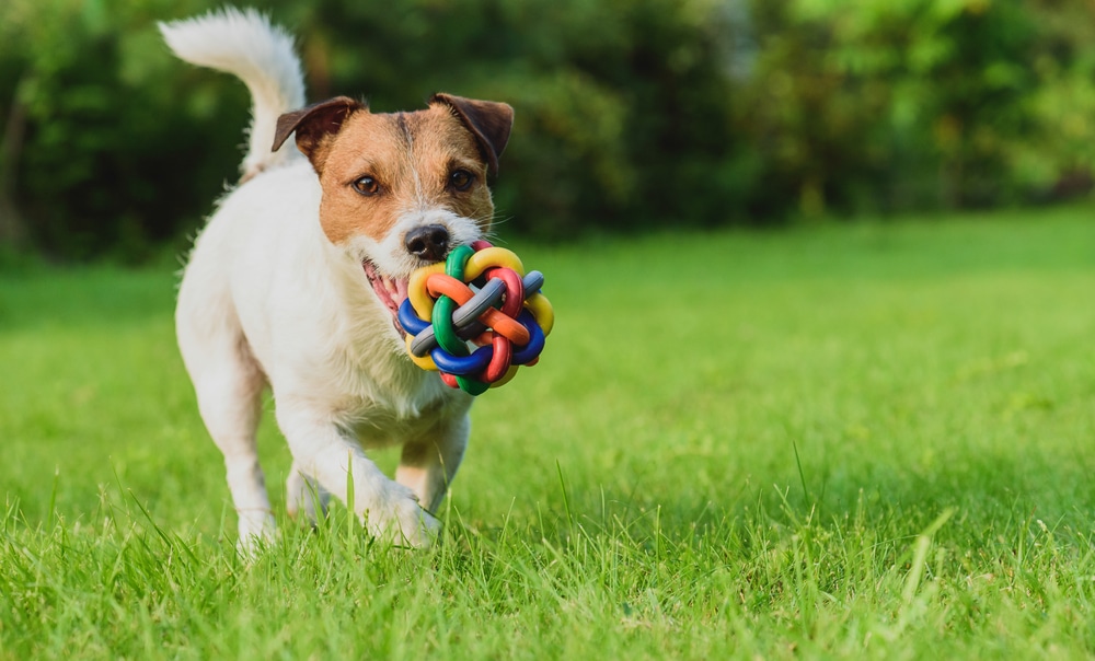 small dog playing with a toy