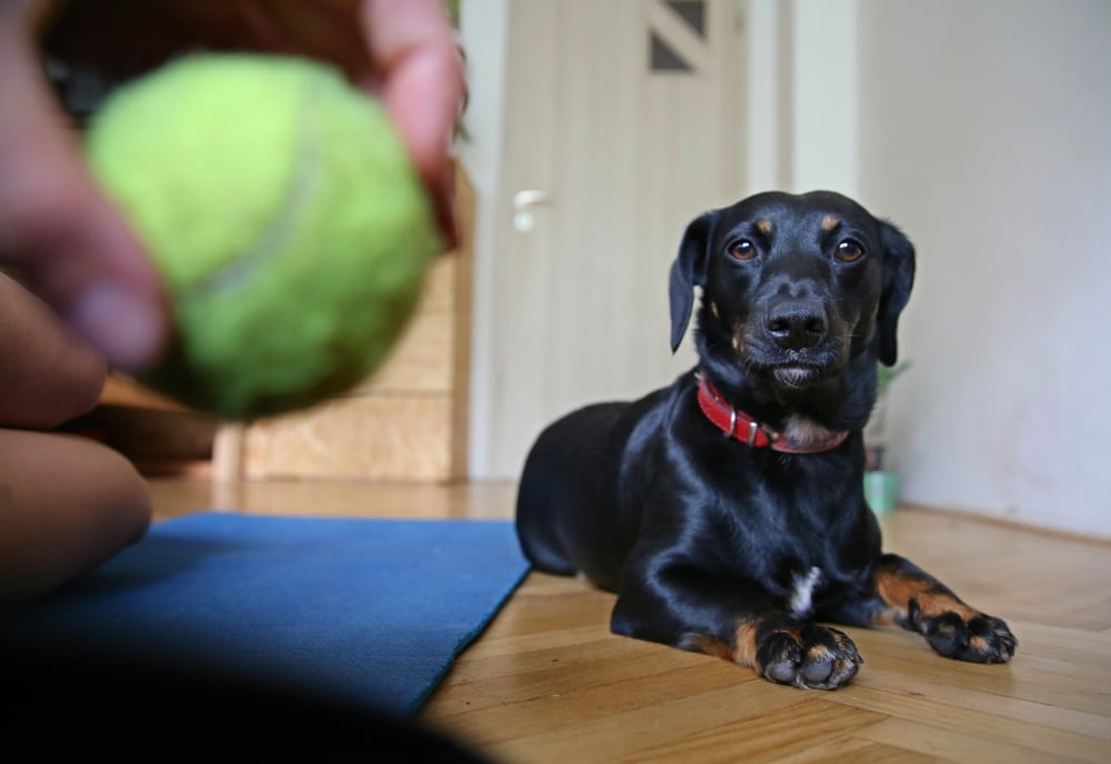 dog and owner playing with a ball