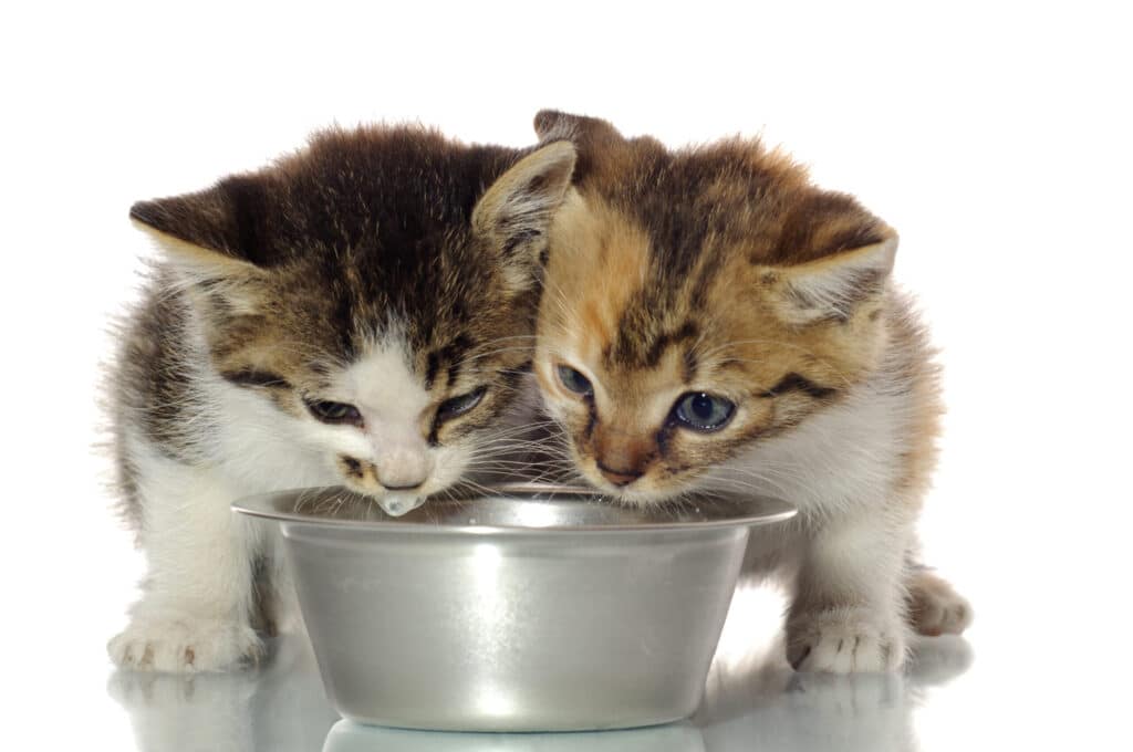 Your kitten may be crying because its hungry