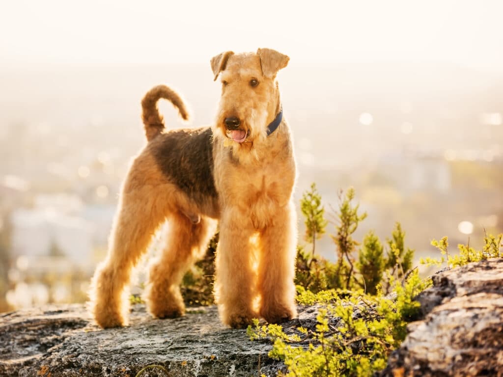 Big dogs that are hypoallergenic: Airedale Terrier