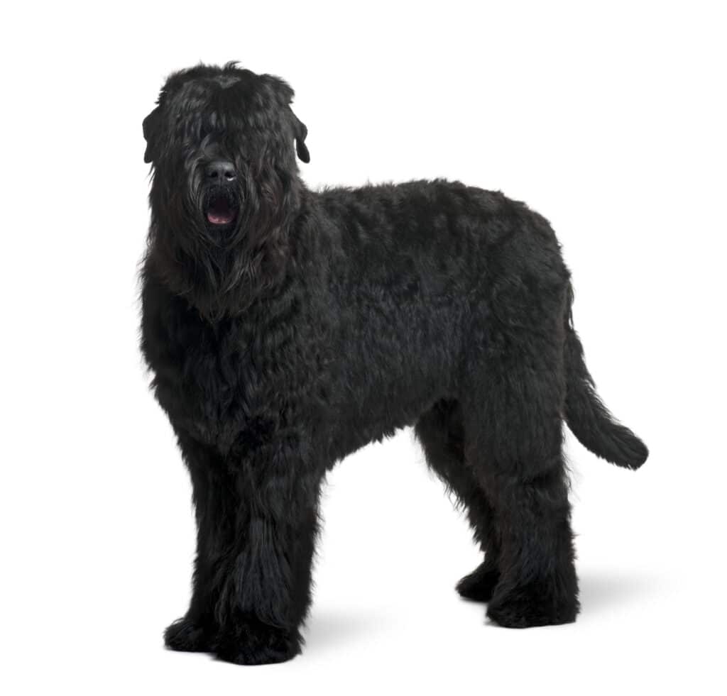 Black Russian Terrier