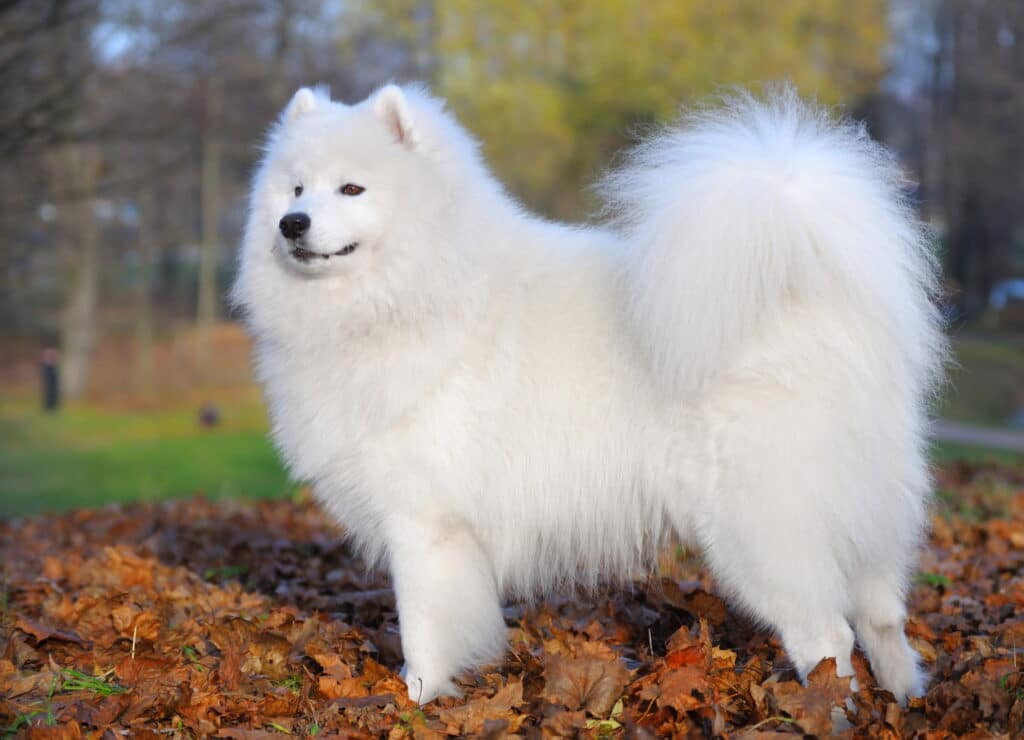 Big dogs that are hypoallergenic: Samoyed