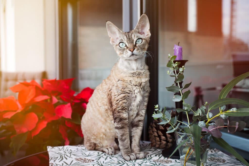 Devon Rex