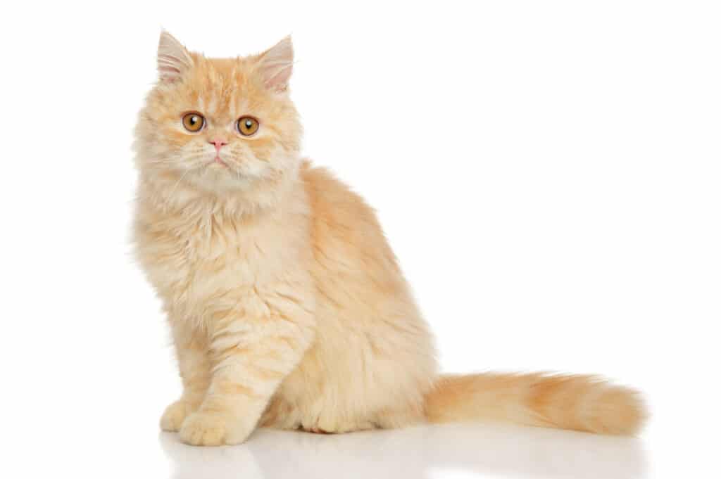 Persian cat