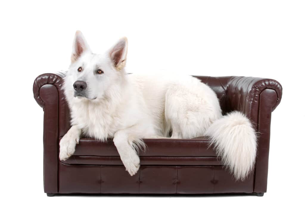 American White Shepherd