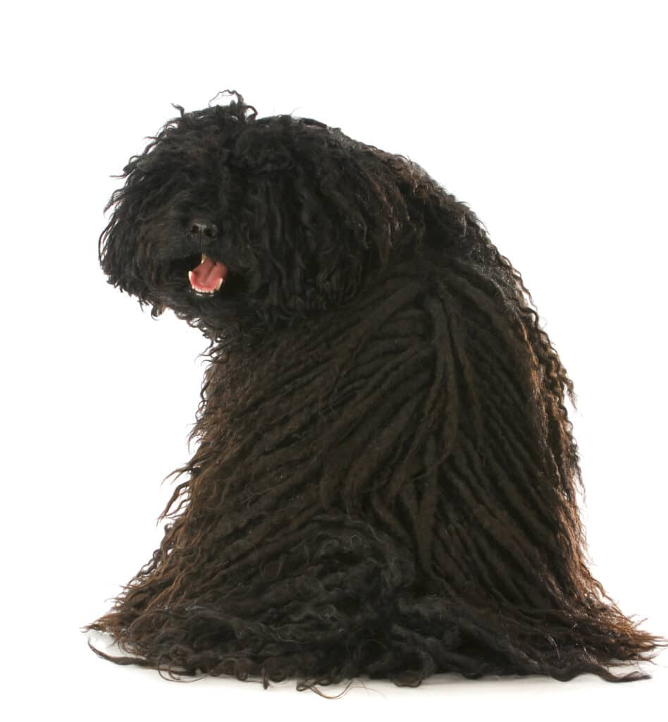 Puli