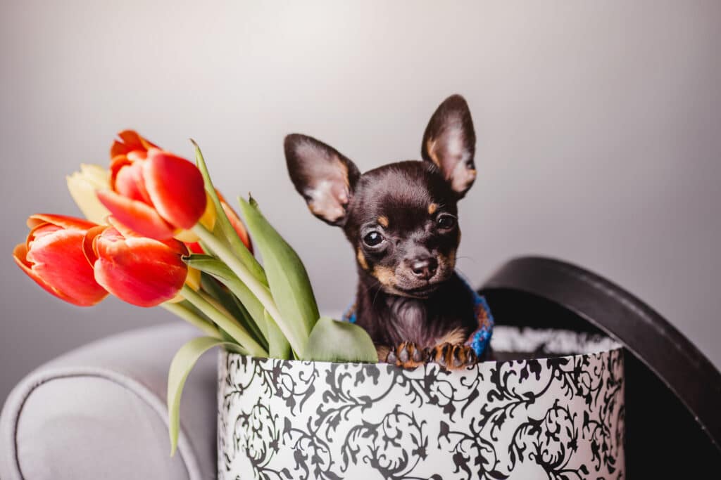 Micro Chihuahua