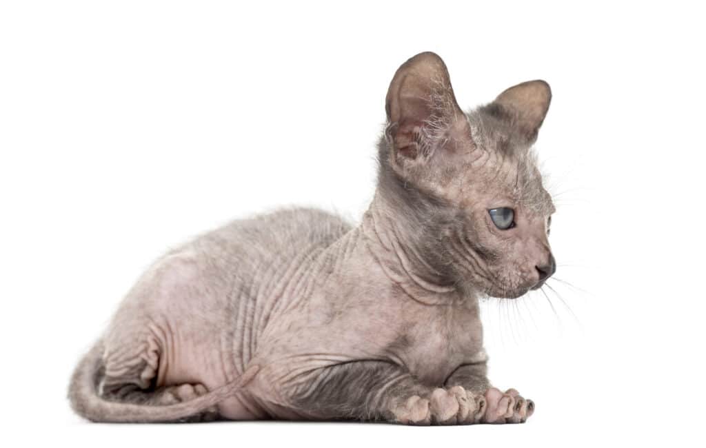 Kitten Lykoi cat, 7 weeks old, also called the Werewolf cat against white background