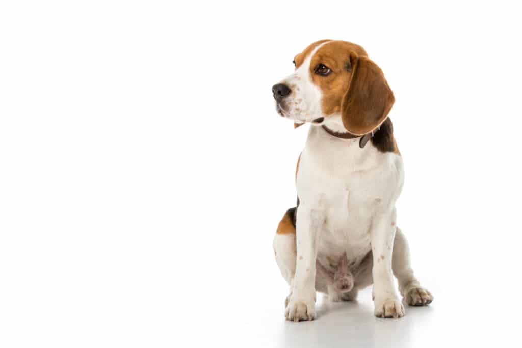 Teacup Beagle