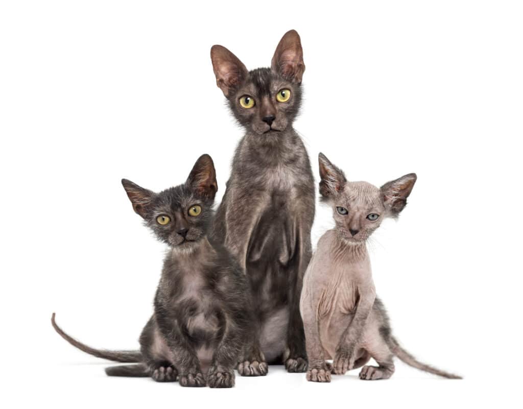 Wolfcat breed or Lykoi cat