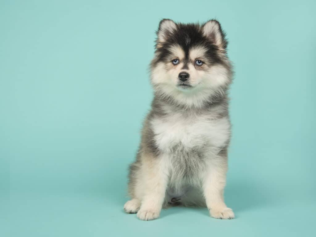 Teacup Pomsky