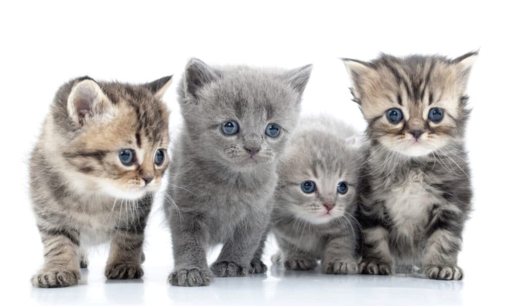 girl cat names