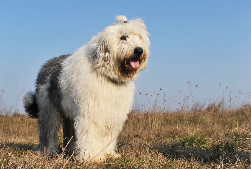 Purebred Old English Sheepdog in a field