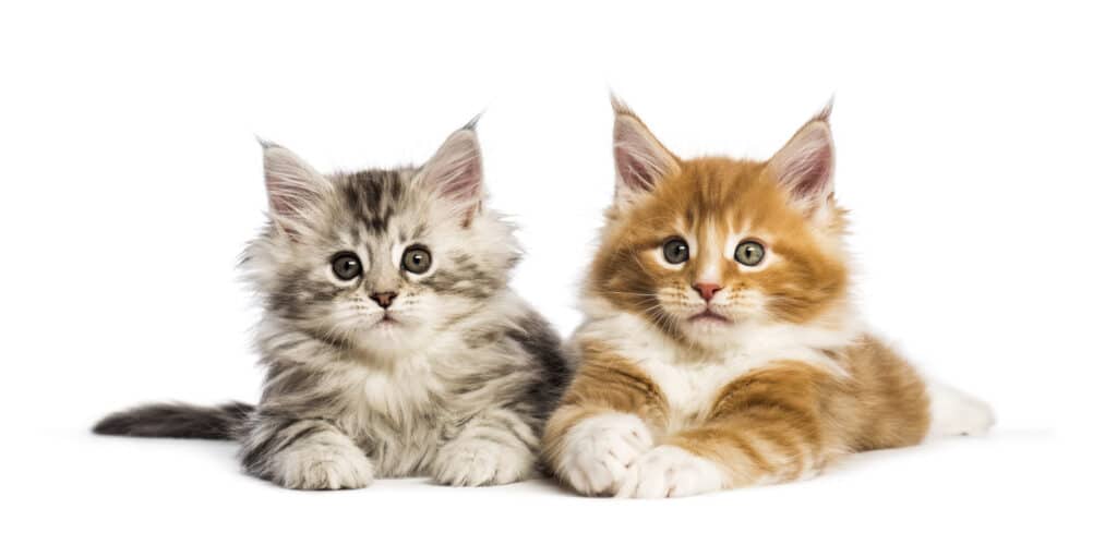 girl cat names