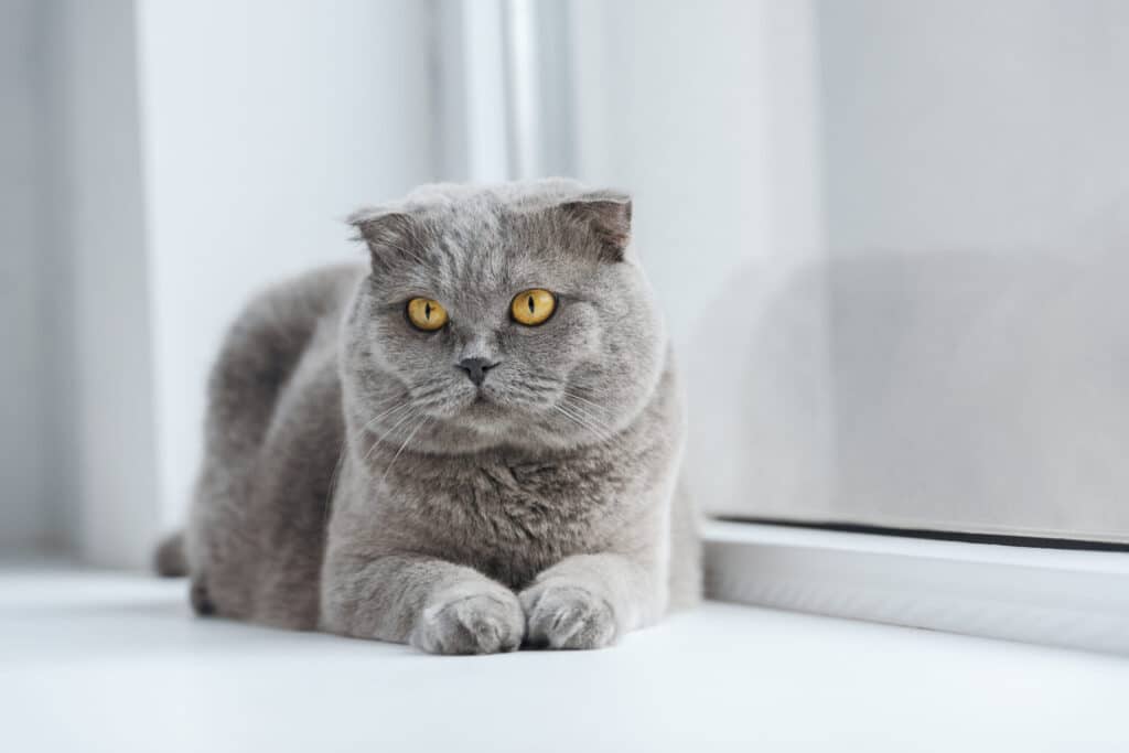 Kneading allows your cat to relax
