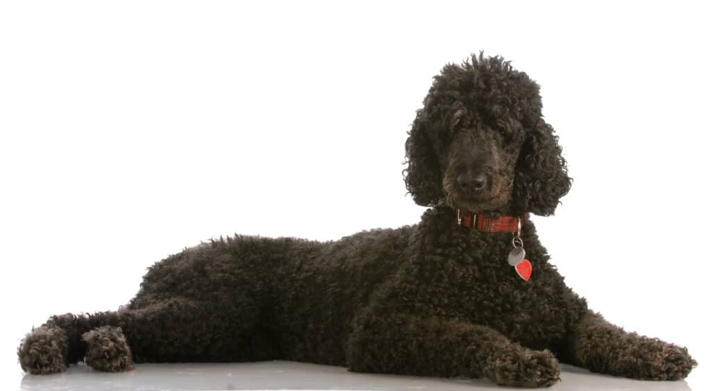 Black Standard Poodle