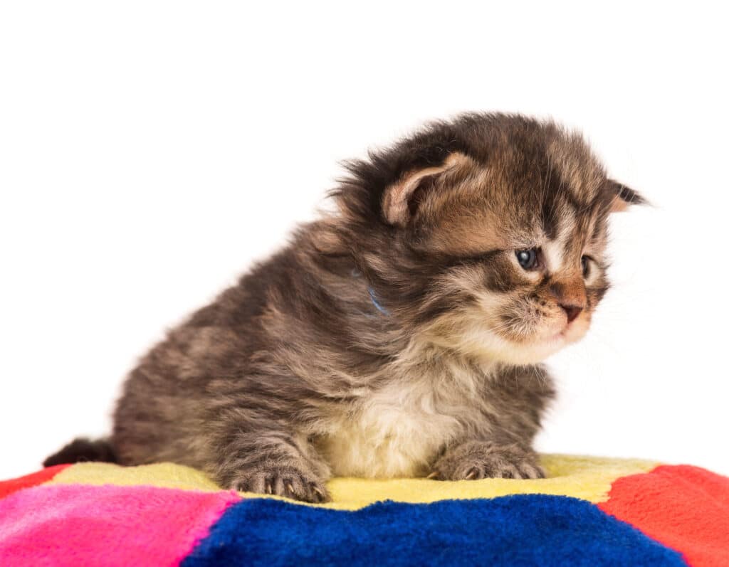 Sickness is also a reason why kittens cry