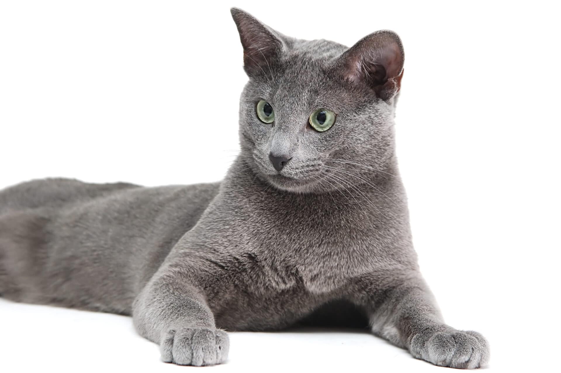 Russian blue cats seem to have a natural smile