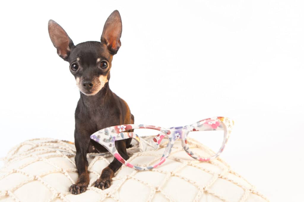 Pocket puppy with glasses