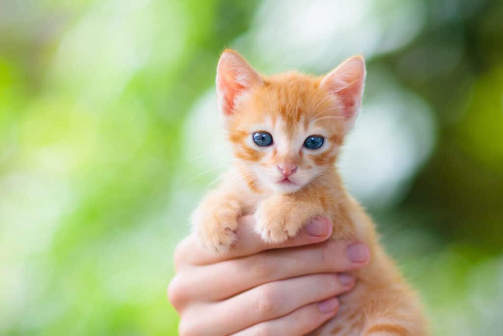 Give your new kitten plenty of attention