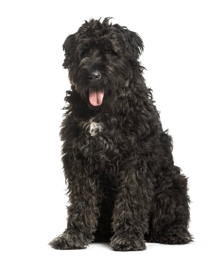 Bouvier des Flandres