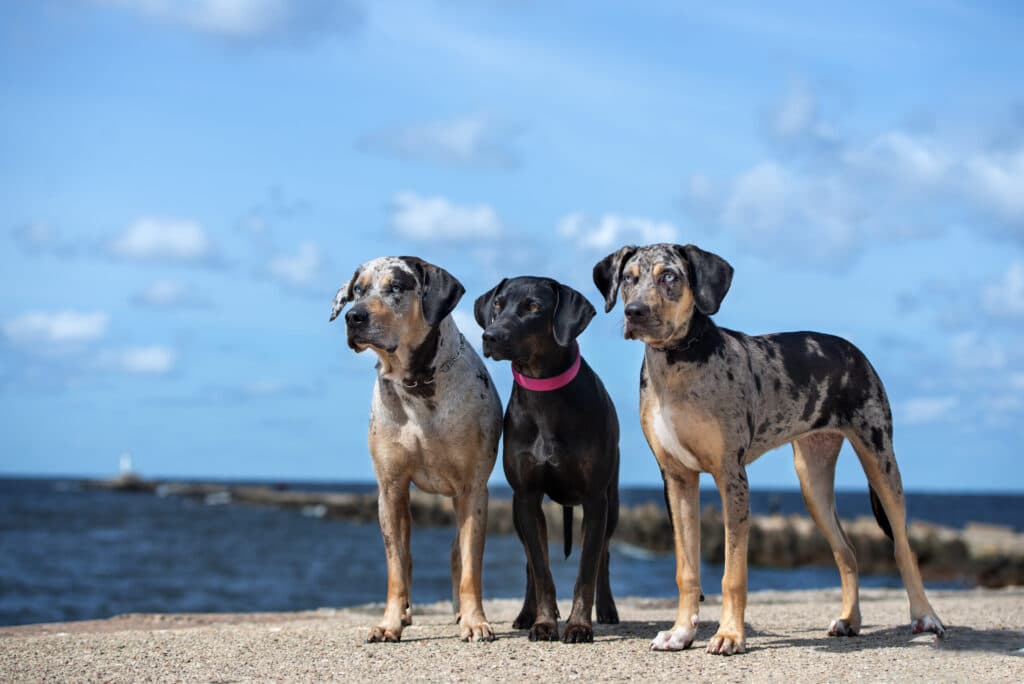 The Catahoula Leopard Dog