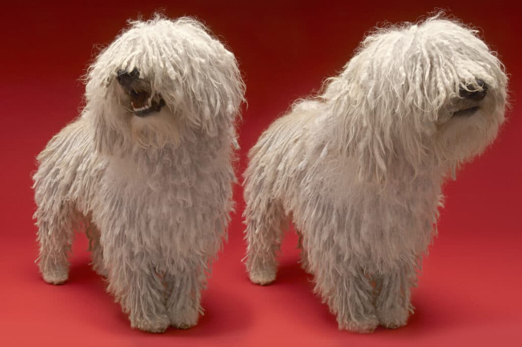 Komondor