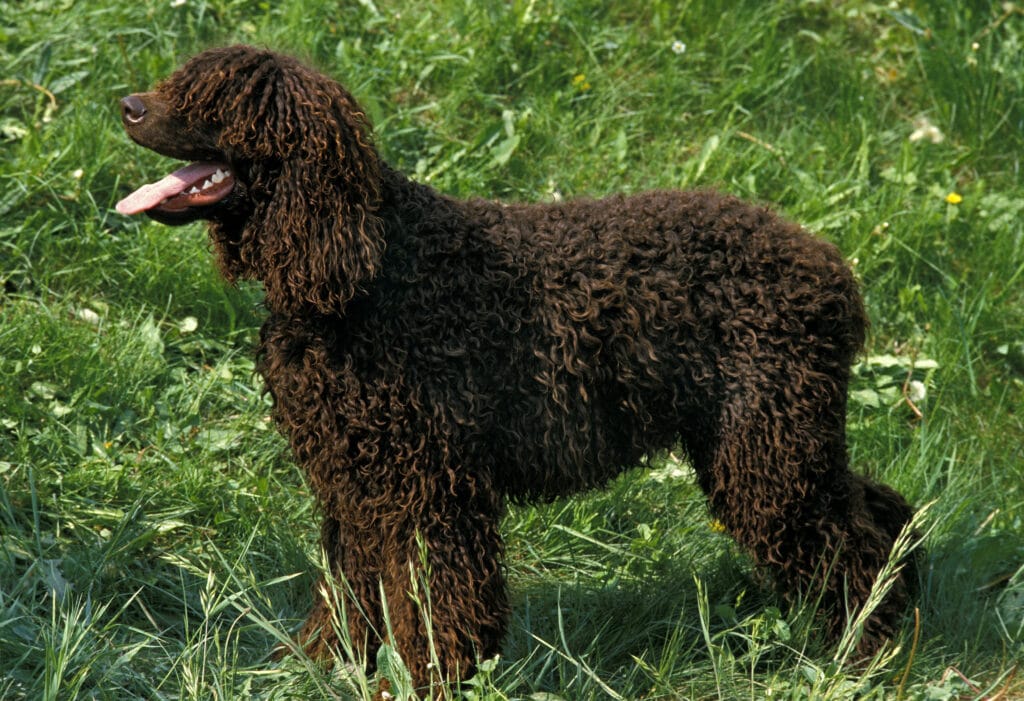 Big dogs that are hypoallergenic: Irish Water Spaniel