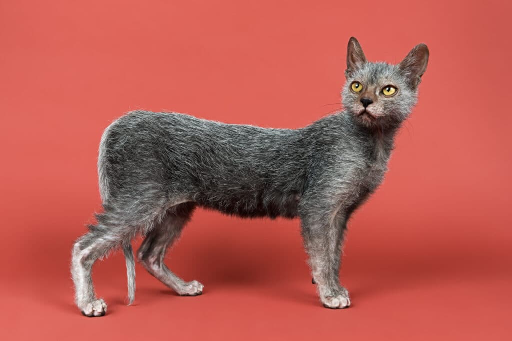 Lykoi Kitten, 6 Months