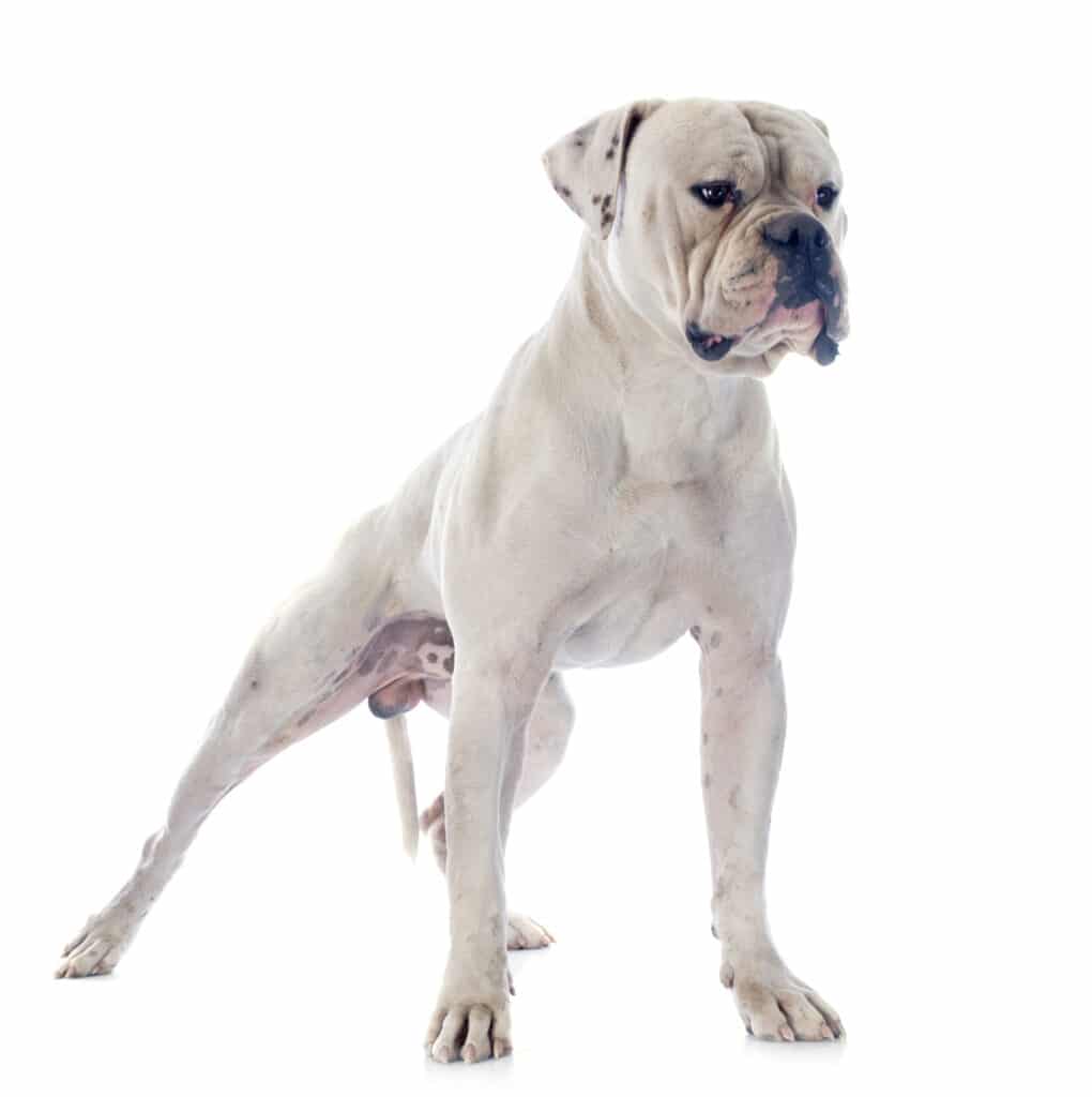 American Bulldog