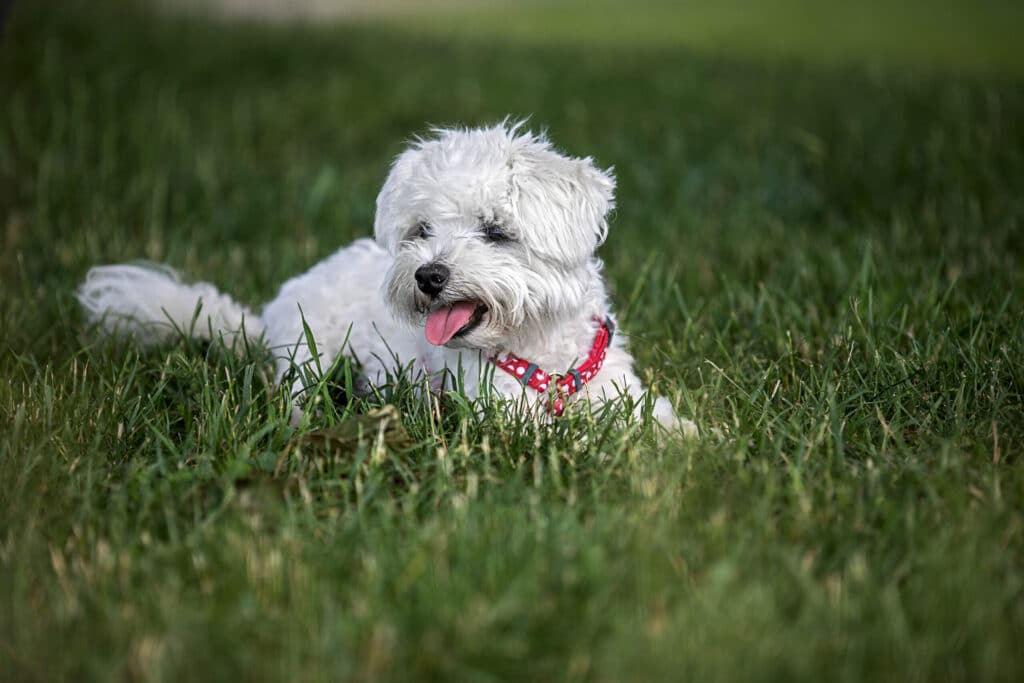 Mini Maltese