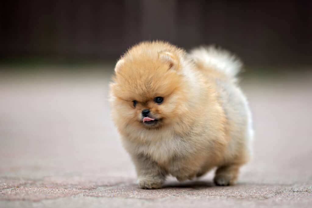 Micro Pomeranian