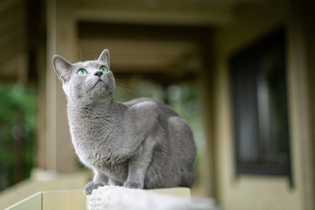Russian Blue Cats are playful