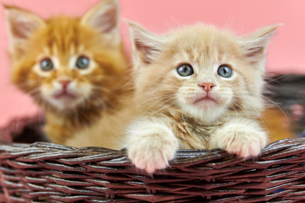 girl cat names