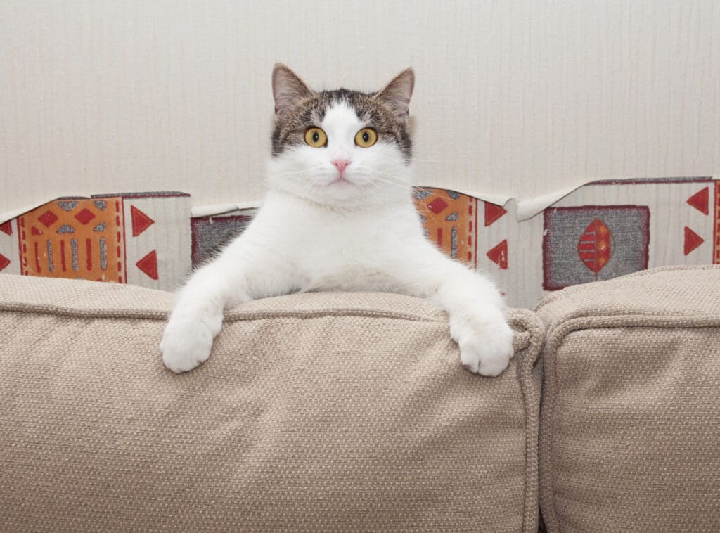 Kneading is also a form of communication between owner and feline
