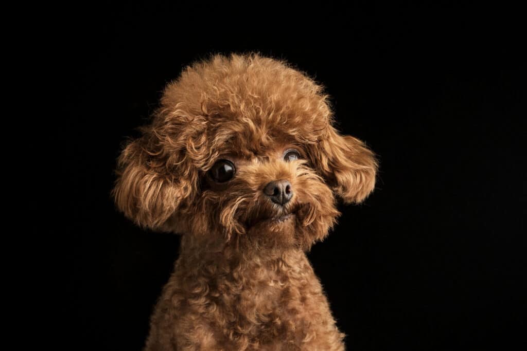 Teacup Poodle