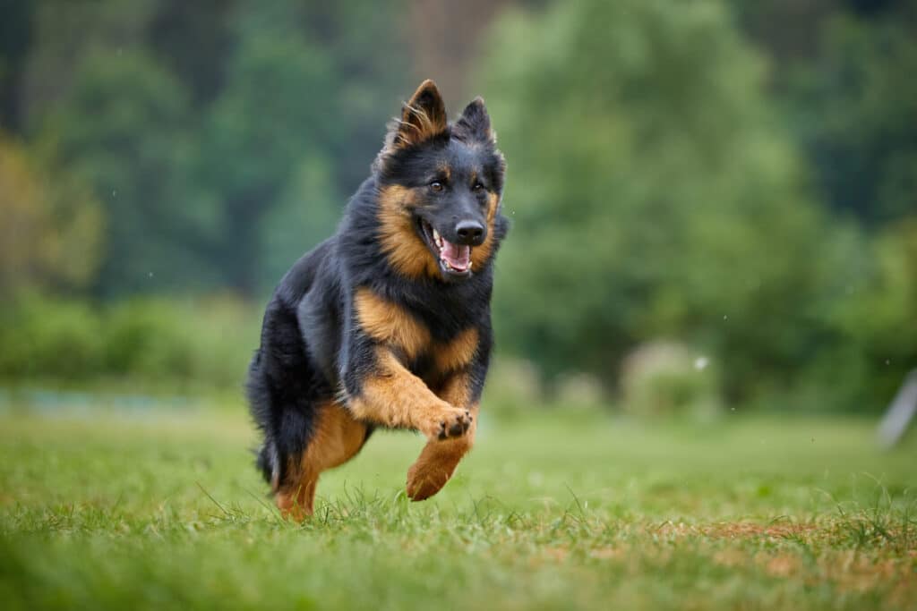 Bohemian Shepherd