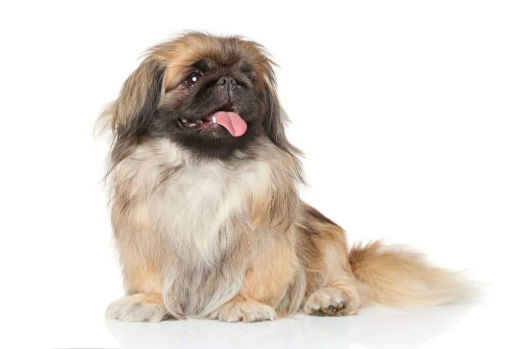 Pekingese Sleeve