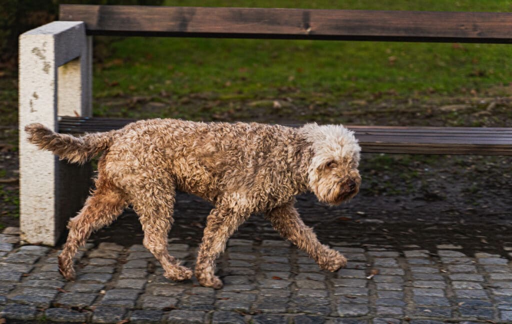Big dogs that are hypoallergenic: Lagotto Romagnolo